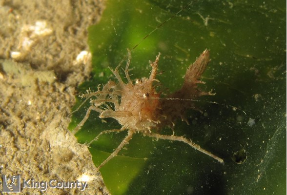 Photo of Paracrangon echinata